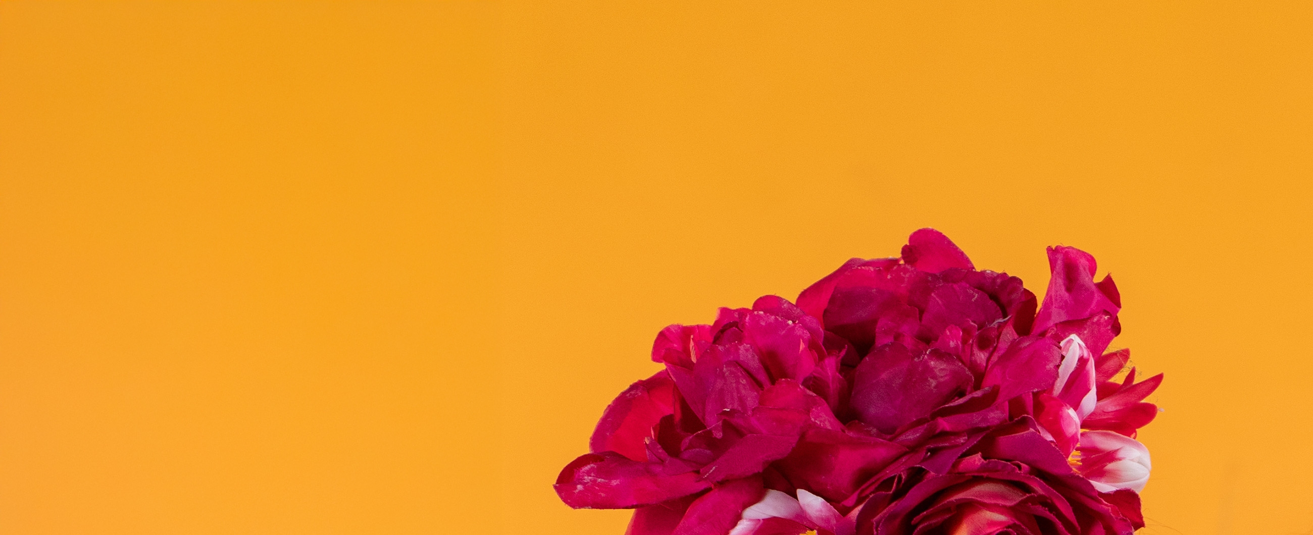 rote Blume vor gelbem Hintergrund